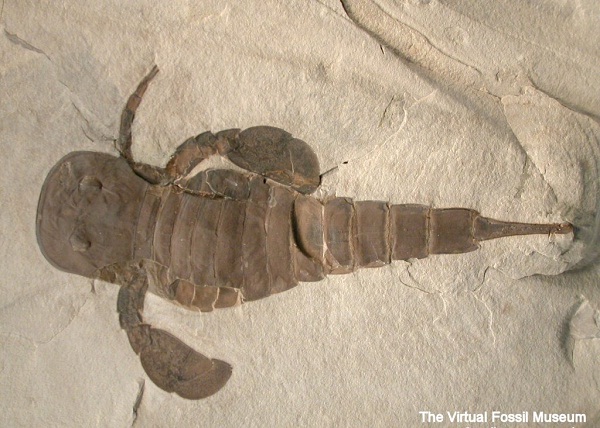 Sea Scorpion - Bizarre Prehistoric Bugs