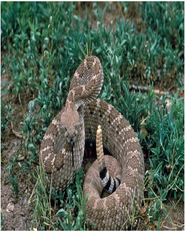 Western Diamondback Rattlesnake - Most Dangerous Snakes in the World