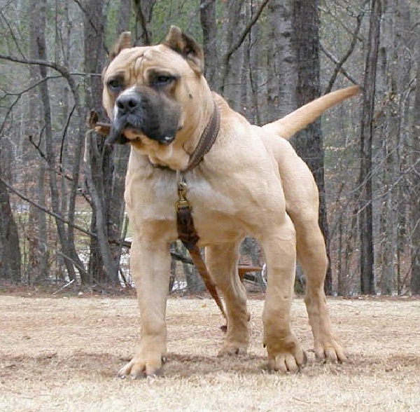 Presa Canario - Most Aggressive Dog Breeds